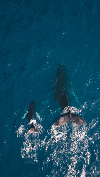 两只黑鲸在水中游泳